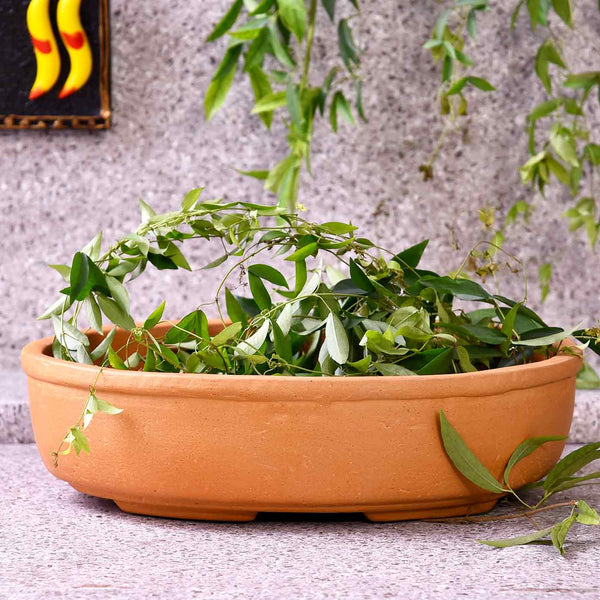 Handmade Round Saucer Pot For Plants